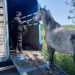 Secuestraron 5 caballos sueltos en autopista entre Aldao y Rosario