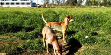 Fiscalía ordenó retirar a todos los perros de la Colonia: irán al Imusa de Rosario