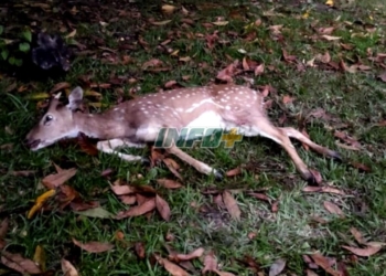 Sorpresa en Oliveros: apareció un ciervo herido en el patio de una vivienda