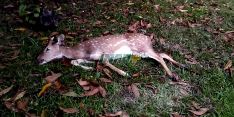 Sorpresa en Oliveros: apareció un ciervo herido en el patio de una vivienda