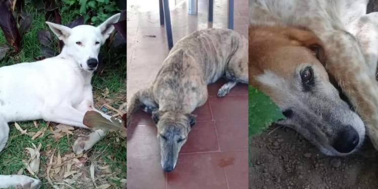 Piden adopción para los perros de la Colonia antes de que los lleven al Imusa