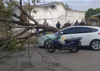 Alerta por vientos: un árbol cayó sobre un auto y una moto en San Genaro