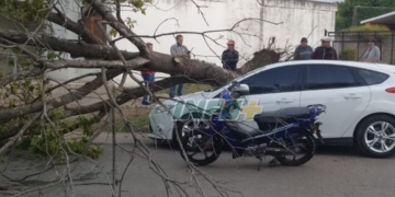 Alerta por vientos: un árbol cayó sobre un auto y una moto en San Genaro