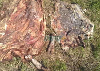 Barrancas: faenaron 5 novillos en un campo camino a Casalegno