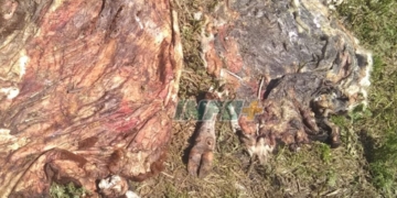 Barrancas: faenaron 5 novillos en un campo camino a Casalegno