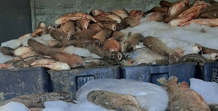 Secuestraron 5500 sábalos a infractores sin licencia habilitante para el acopio