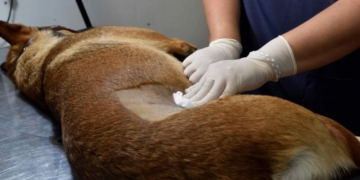 Nueva jornada de castración en Barrancas para perros y gatos comunitarios o adoptados