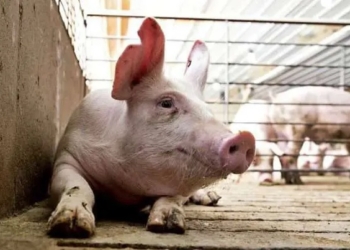 Robó un cerdo sin vida de un matadero y lo llevó cargado en sus hombros 