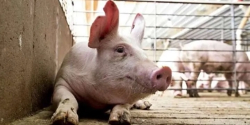 Robó un cerdo sin vida de un matadero y lo llevó cargado en sus hombros 