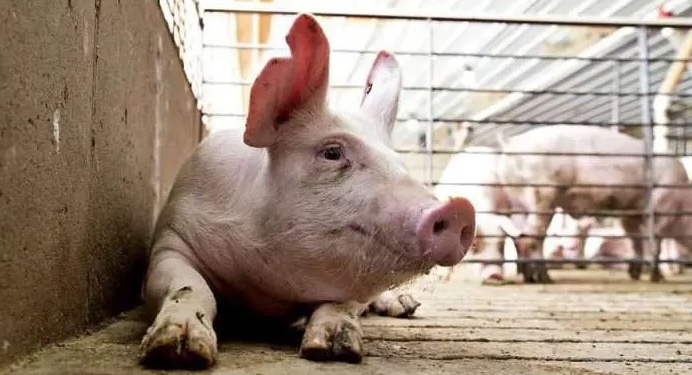 Robó un cerdo sin vida de un matadero y lo llevó cargado en sus hombros