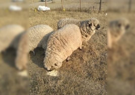 Denunció el robo de tres ovejas y mostró su indignación: «Duele mucho»