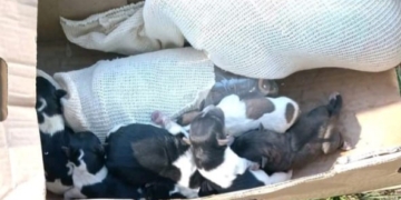 Abandonaron a 7 perritos recién nacidos en Totoras y piden ayuda para criarlos