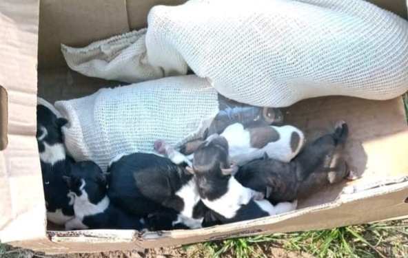 Abandonaron a 7 perritos recién nacidos en Totoras y piden ayuda para criarlos