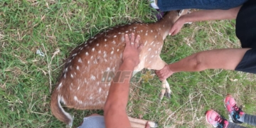 Otro ciervo en Oliveros: fue capturado por un vecino y asistido por profesionales