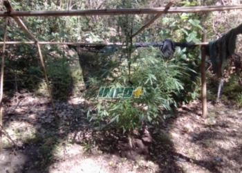 Secuestraron una gran planta de marihuana en un predio lindero a la Colonia de Oliveros
