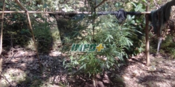 Secuestraron una gran planta de marihuana en un predio lindero a la Colonia de Oliveros