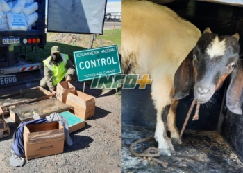 Detuvieron a un camionero en Ruta 34 con un chivito en la caja de herramientas y 195 aves