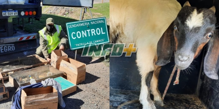 Detuvieron a un camionero en Ruta 34 con un chivito en la caja de herramientas y 195 aves