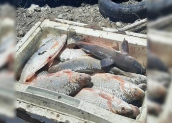 Decomisaron 40 sábalos y sancionaron a un pescador en San Fabián