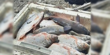 Decomisaron 40 sábalos y sancionaron a un pescador en San Fabián