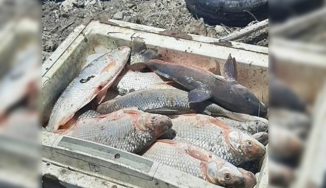 Decomisaron 40 sábalos y sancionaron a un pescador en San Fabián