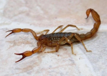 Internaron a una nena picada tres veces por un alacrán