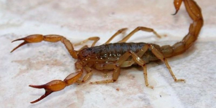 Internaron a una nena picada tres veces por un alacrán