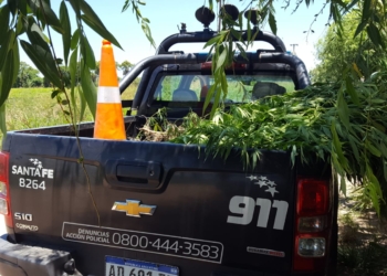Buscaban elementos robados de un club y encontraron 19 plantas de marihuana