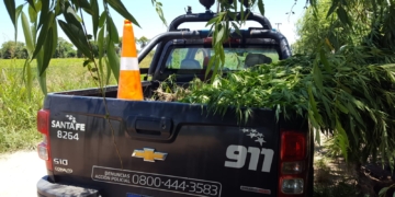 Buscaban elementos robados de un club y encontraron 19 plantas de marihuana