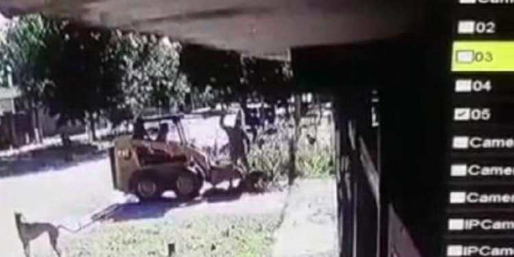 Indignación en la región: salvajes mataron a un perro en San Lorenzo