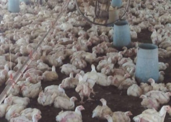 Oliveros: murieron 800 pollos por la falta de luz y el agobiante calor