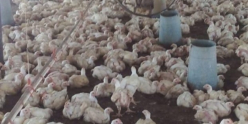 Oliveros: murieron 800 pollos por la falta de luz y el agobiante calor