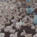 Oliveros: murieron 800 pollos por la falta de luz y el agobiante calor