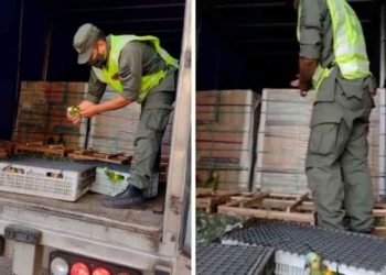 Rescataron en San Genaro a 577 loros que eran trasladados por Ruta 34