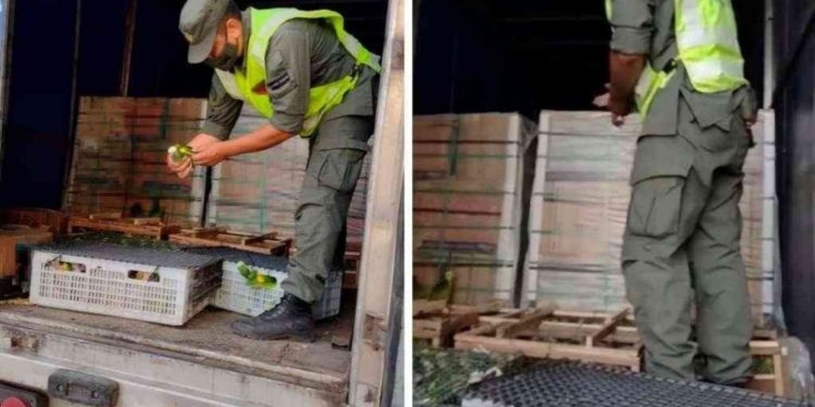 Rescataron en San Genaro a 577 loros que eran trasladados por Ruta 34