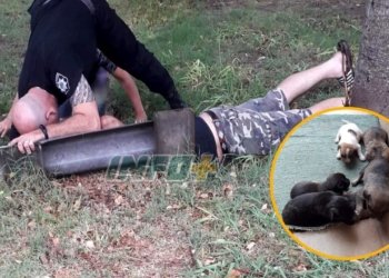 Maciel: rescataron a seis perritos abandonados que se ahogaban en una cuneta