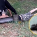 Maciel: rescataron a seis perritos abandonados que se ahogaban en una cuneta