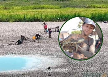 Rescataron tortugas de una laguna que se secó en Santo Tomé