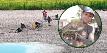 Rescataron tortugas de una laguna que se secó en Santo Tomé