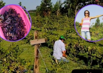 Realizaron la primera vendimia en Serodino y se viene el vino de la región