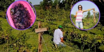 Realizaron la primera vendimia en Serodino y se viene el vino de la región