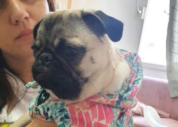 Robaron en una casa y se llevaron a la perrita de la familia: desesperado pedido