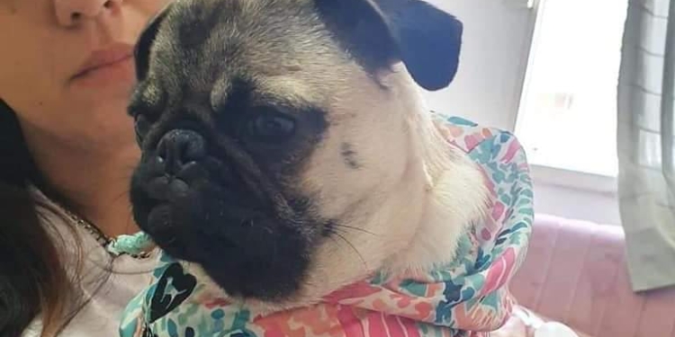 Robaron en una casa y se llevaron a la perrita de la familia: desesperado pedido