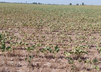 Perotti firmó el decreto que declara la emergencia agropecuaria en la provincia