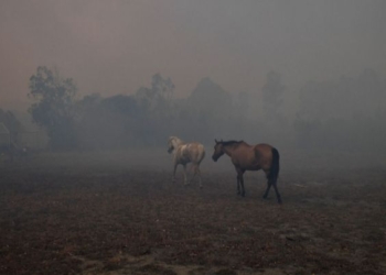 Juntan donaciones en Maciel para los animales afectados por los incendios en Corrientes