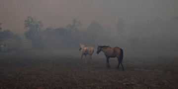 Juntan donaciones en Maciel para los animales afectados por los incendios en Corrientes