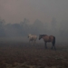 Juntan donaciones en Maciel para los animales afectados por los incendios en Corrientes