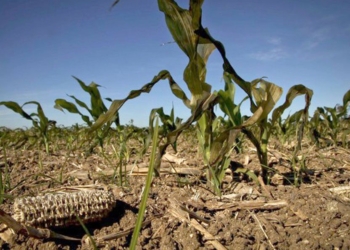 Nación declaró a Santa Fe en «emergencia y desastre agropecuario»
