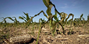 Nación declaró a Santa Fe en «emergencia y desastre agropecuario»
