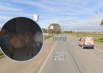 Maciel: caballos sueltos en Ruta 11 casi provocan un accidente